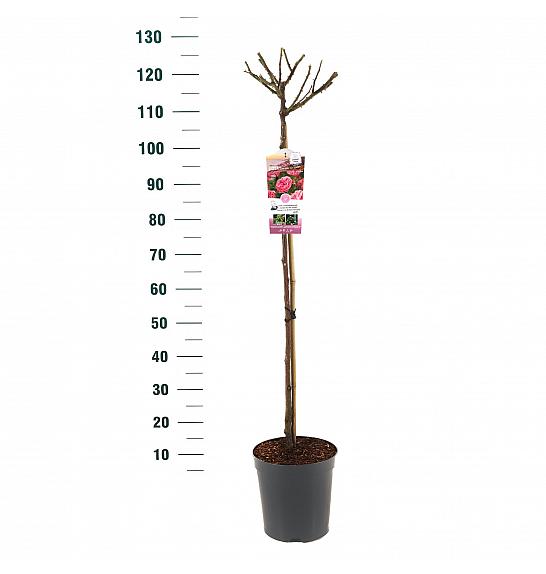 Rosa hybrid Leonardo da Vinci C6 Lit. Na steblu 90 cm