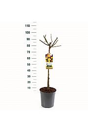 Rosa hybrid Lampion C6 Lit. Na steblu 60 cm