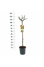 Rosa hybrid Lampion C6 Lit. Na steblu 90 cm