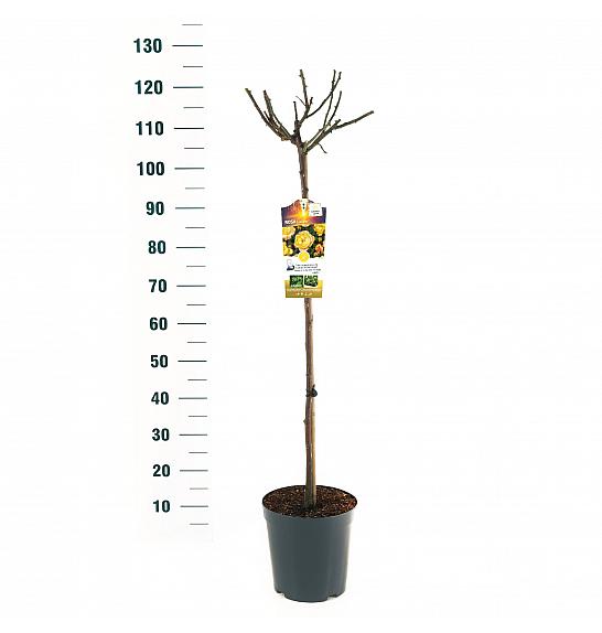 Rosa hybrid Lampion C6 Lit. Na steblu 90 cm