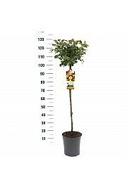 Rosa hybrid Lampion C6 Lit. Na steblu 90 cm