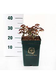 Rosa hybrid Lady of Shalott C5 Lit. 15-20 cm
