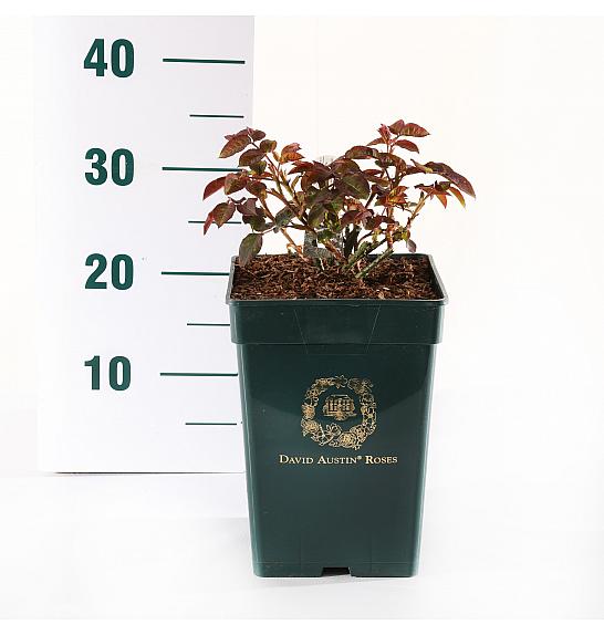 Rosa hybrid Lady of Shalott C5 Lit. 15-20 cm