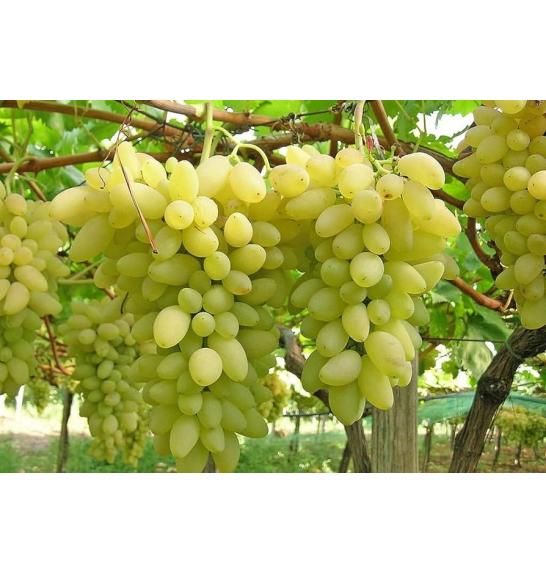 Vitis vinifera Pizzutello Bianco C4 Lit. 125-150 cm