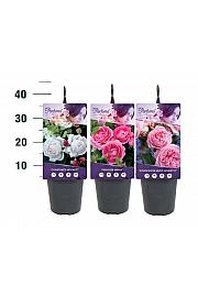 Rosa hybrid Kordes Mix C3 Lit. 10-15 cm