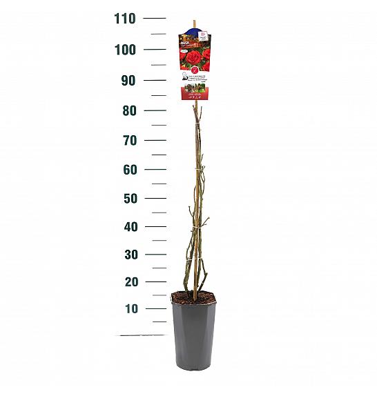 Rosa hybrid Jive Courtyard® C3 Lit. 50-60 cm Vzpenjava
