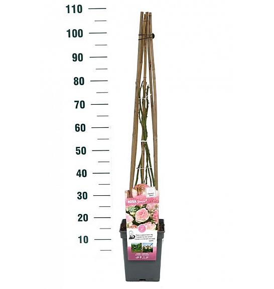Rosa hybrid Jasmina C5 Lit. 50-70 cm Vzpenjava