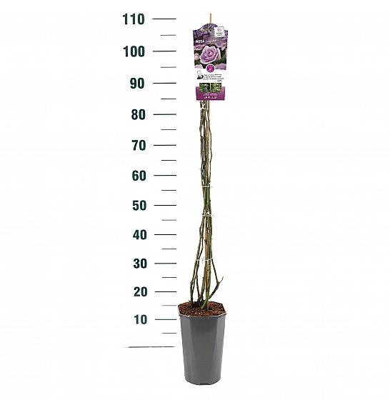 Rosa hybrid Indigoletta C3 Lit. 50-60 cm Vzpenjava