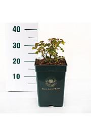 Rosa hybrid Imogen C5 Lit. 15-20 cm