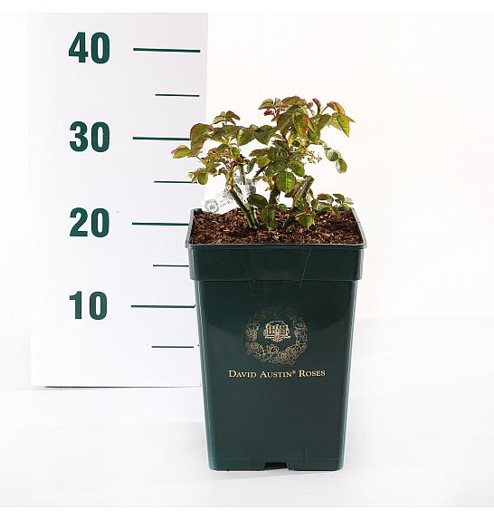 Rosa hybrid Imogen C5 Lit. 15-20 cm