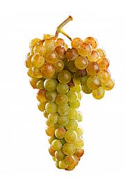 Vitis vinifera Moscato Bianco C4 Lit. 125-150 cm