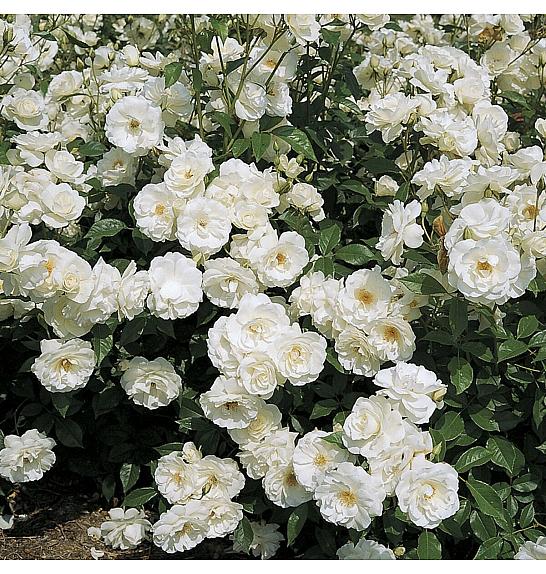 Rosa hybrid Iceberg C3 Lit. 50-60 cm Vzpenjava