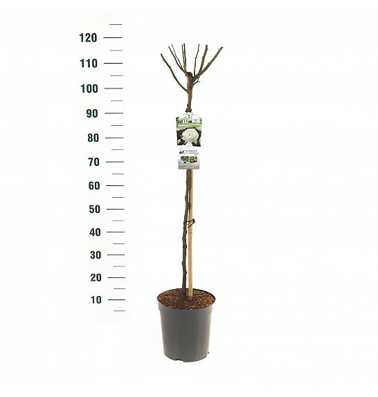 Rosa hybrid Helga C6 Lit. Na steblu 90 cm