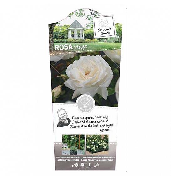 Rosa hybrid Helga C6 Lit. Na steblu 90 cm