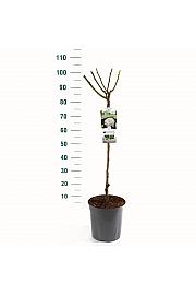 Rosa hybrid Helga C6 Lit. Na steblu 60 cm