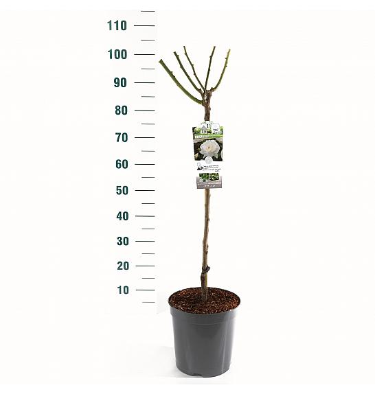 Rosa hybrid Helga C6 Lit. Na steblu 60 cm