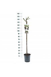 Rosa hybrid Helga C6 Lit. Na steblu 110 cm