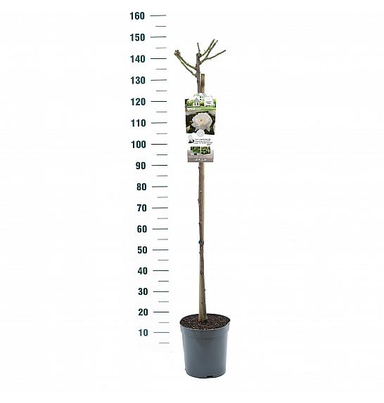 Rosa hybrid Helga C6 Lit. Na steblu 110 cm
