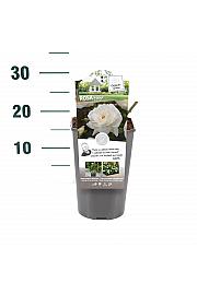 Rosa hibrid Helga C3 Lit. 10-15 cm