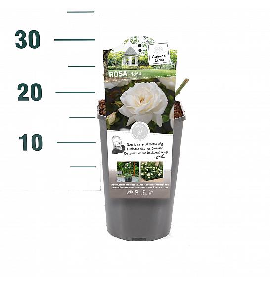 Rosa hibrid Helga C3 Lit. 10-15 cm