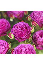 Rosa hibrid Heidi Klum C3 Lit. 10-15 cm