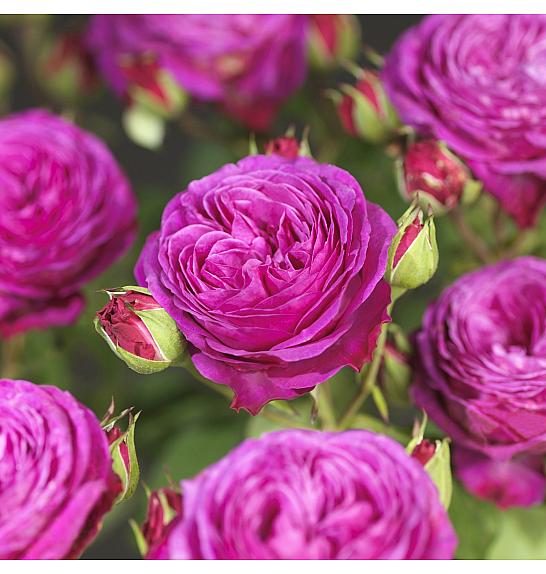 Rosa hibrid Heidi Klum C3 Lit. 10-15 cm