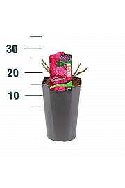 Rosa hybrid Heidetraum C3 Lit. 20-30 cm