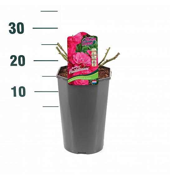 Rosa hybrid Heidetraum C3 Lit. 20-30 cm