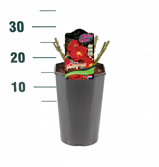 Rosa hybrid Heidefeuer C3 Lit. 20-30 cm