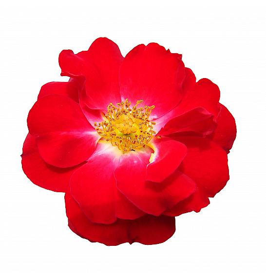 Rosa hybrid Heidefeuer C3 Lit. 10-15 cm
