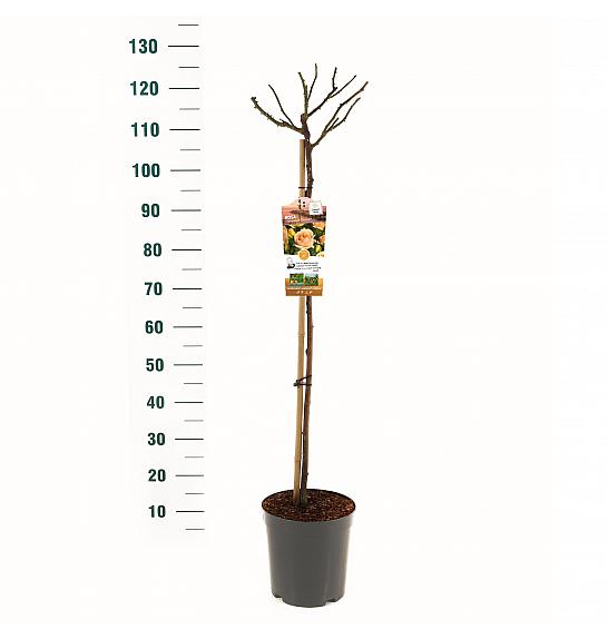 Rosa hybrid Hansestadt Rostock C5 Lit. Na steblu 90 cm