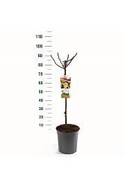 Rosa hybrid Hansestadt Rostock C6 Lit. Na steblu 60 cm