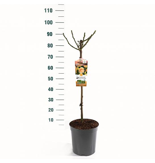 Rosa hybrid Hansestadt Rostock C6 Lit. Na steblu 60 cm