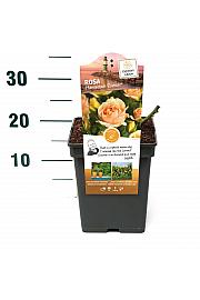 Rosa hybrid Hansestadt Rostock C5 Lit. 15-20 cm