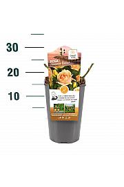 Rosa hibrid Hansestadt Rostock C3 Lit. 10-15 cm