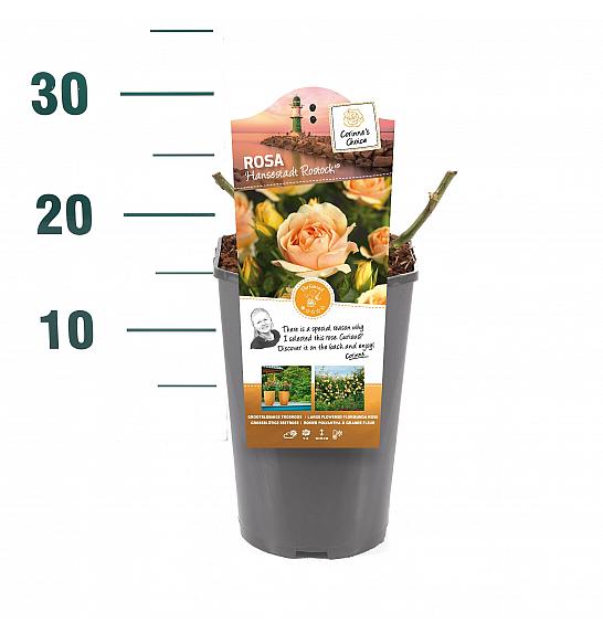 Rosa hibrid Hansestadt Rostock C3 Lit. 10-15 cm