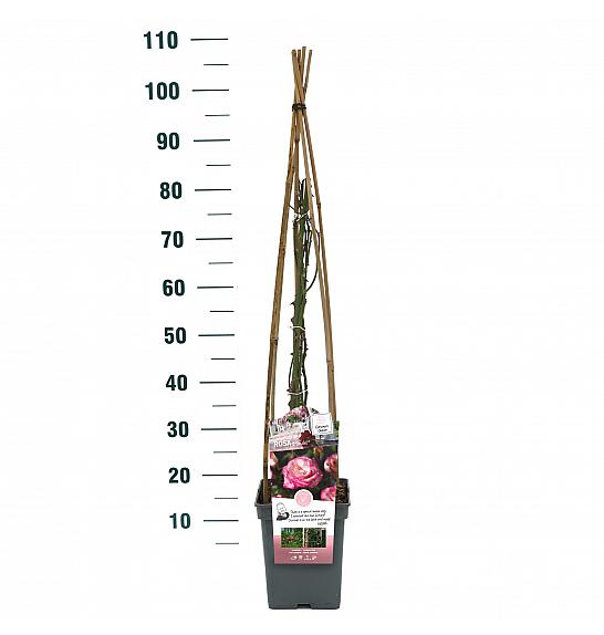 Rosa hybrid Handel C5 Lit. 40-60 cm Vzpenjava