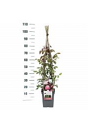 Rosa hybrid Handel C5 Lit. 40-60 cm Vzpenjava