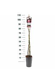 Rosa hybrid Händel C3 Lit. 50-60 cm Vzpenjava