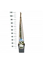 Rosa hibrid Guirlande d Amour C5 Lit. 40-60 cm Penjanje