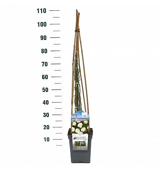 Rosa hybrid Guirlande d Amour C5 Lit. 40-60 cm Vzpenjava