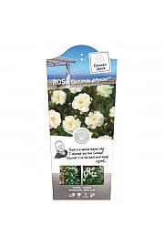 Rosa hybrid Guirlande d Amour C5 Lit. 40-60 cm Vzpenjava