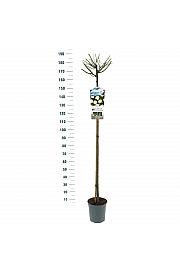 Rosa hibrid Guirlande d Amour C6 Lit. Na stabljici 140 cm