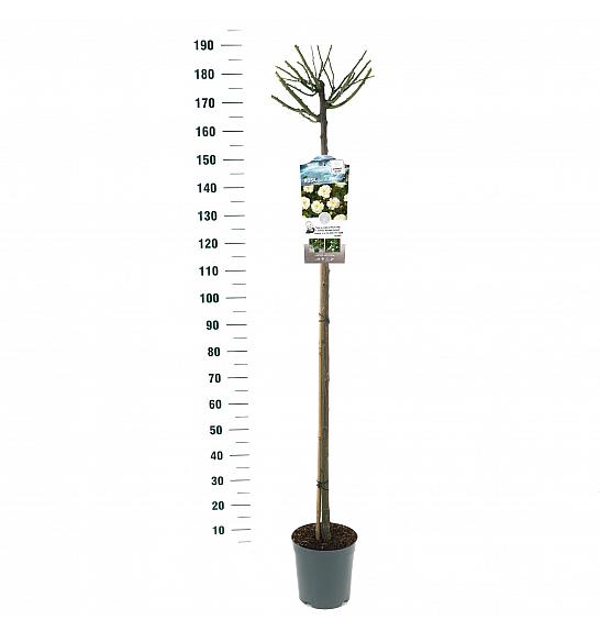 Rosa hybrid Guirlande d Amour C6 Lit. Na steblu 140 cm