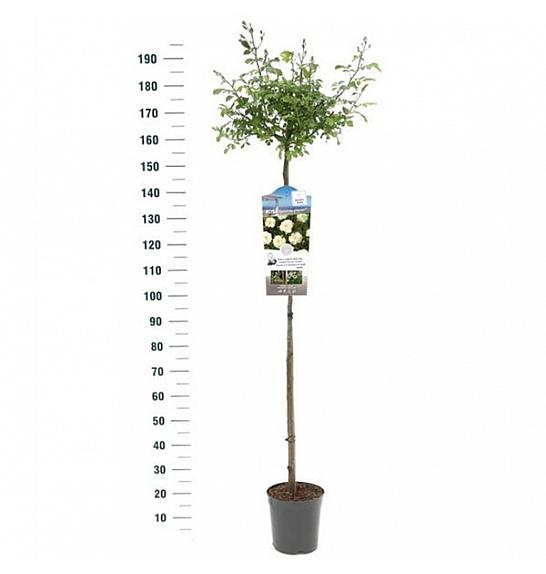 Rosa hybrid Guirlande d Amour C6 Lit. Na steblu 140 cm