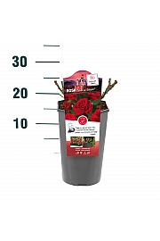 Rosa hibrid Gruss an Bayern C3 Lit. 10-15 cm