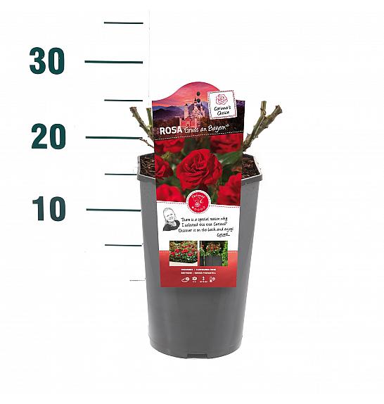 Rosa hibrid Gruss an Bayern C3 Lit. 10-15 cm