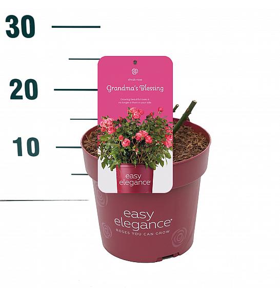 Rosa hybrid Grandmas Blessing C3 Lit. 10-15 cm