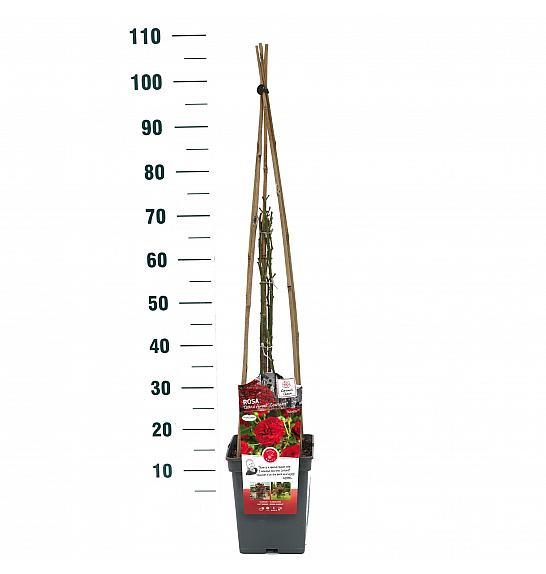Rosa hybrid Grand Award C5 Lit. 40-60 cm Vzpenjava