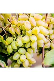 Vitis vinifera Francese Bianca C4 Lit. 125-150 cm